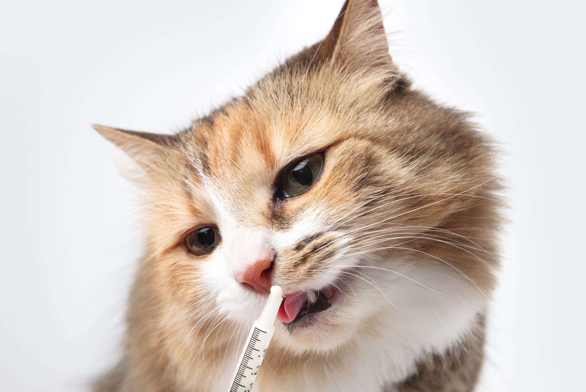 Cat receiving an oral dose