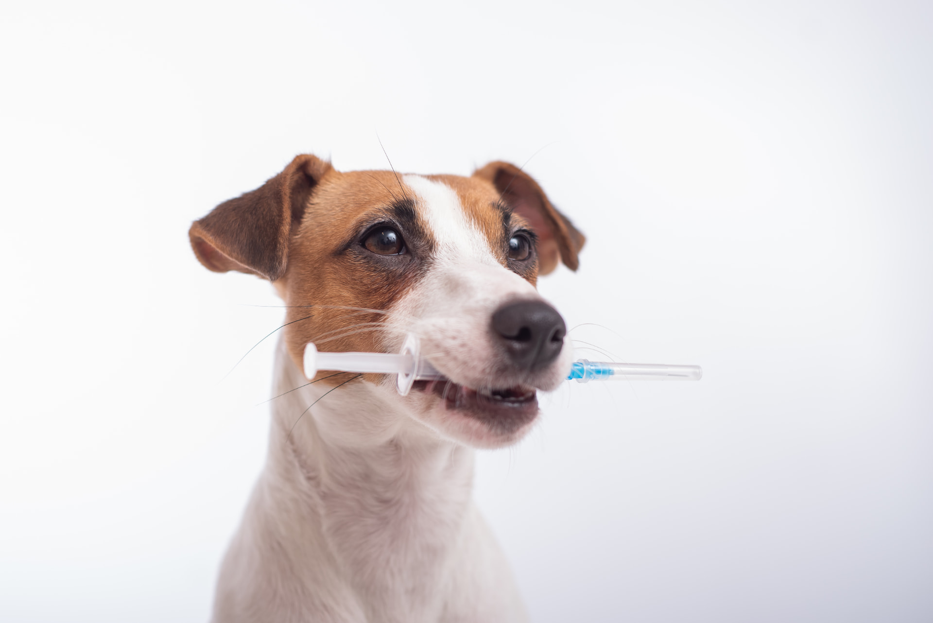 Dog with an oral syringe