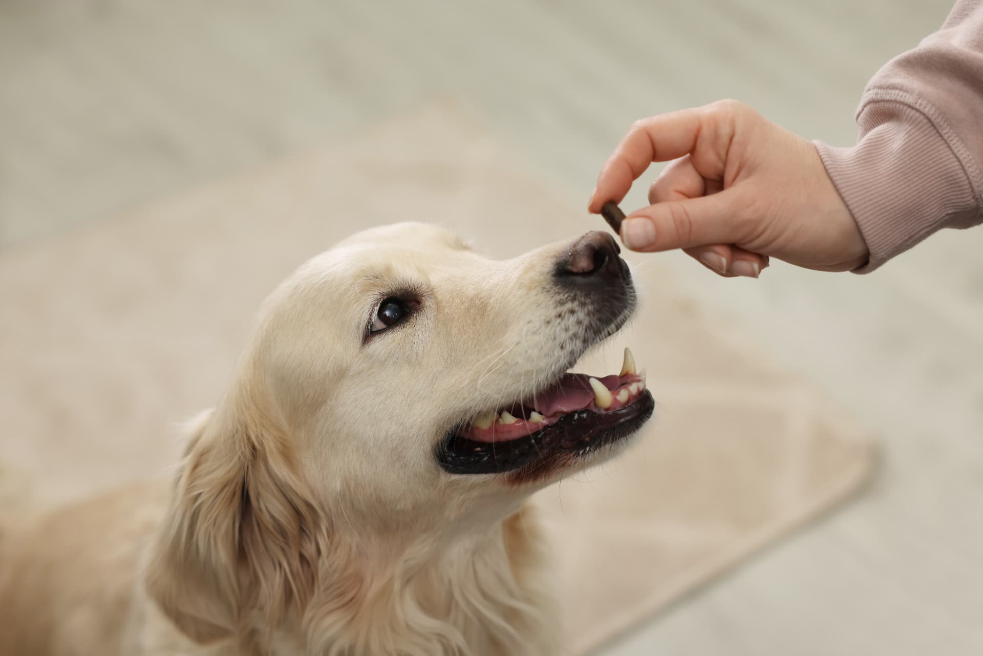 Hand offering a treat to a dog