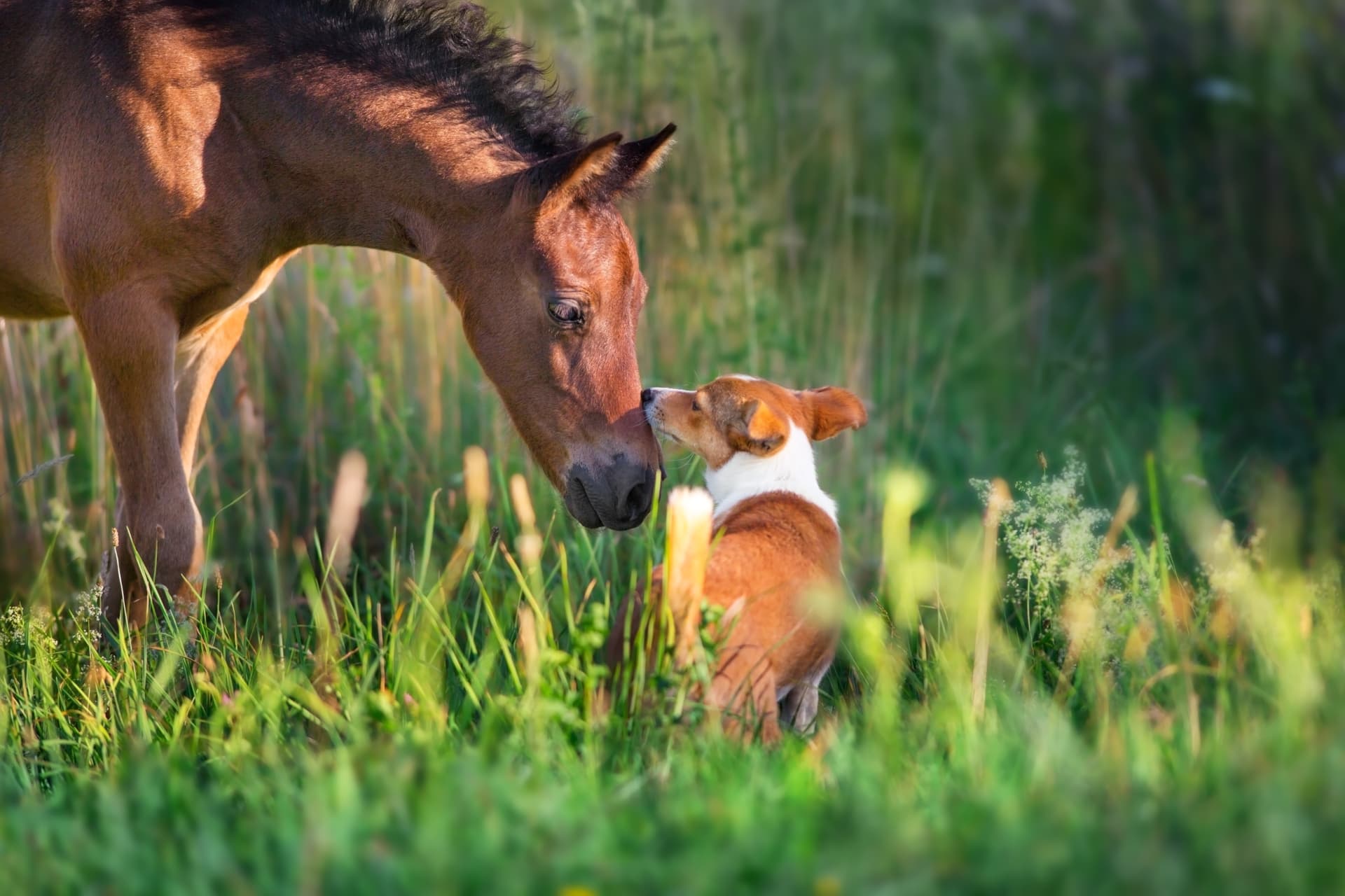 Horse and dog together in a field